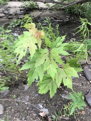 Acer saccharinum
