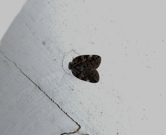 Aprivesa unimaculata