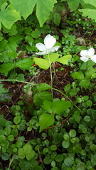 Anemonastrum deltoideum