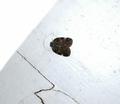 Aprivesa unimaculata