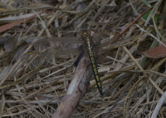 Orthetrum caledonicum