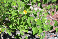Abutilon hypoleucum