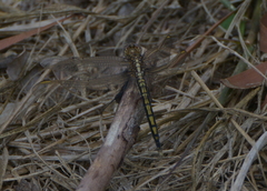 Orthetrum caledonicum