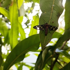 Amata passalis