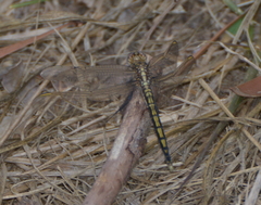 Orthetrum caledonicum