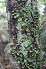 Metrosideros perforata