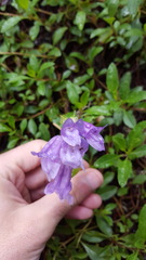 Penstemon cardwellii