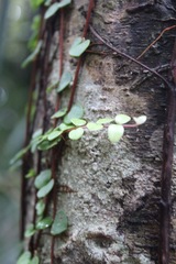 Metrosideros perforata
