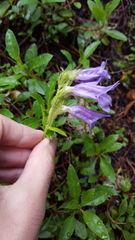 Penstemon cardwellii