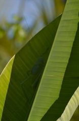 Pseudophyllanax imperialis