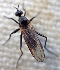 Rhamphomyia