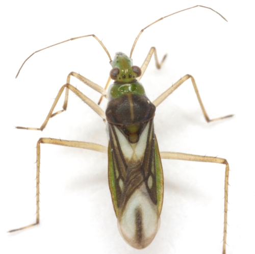 Mesovelia mulsanti White, 1879