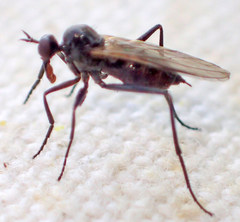Rhamphomyia