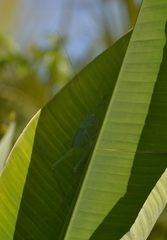Pseudophyllanax imperialis