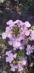 Stylidium affine