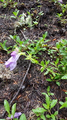 Penstemon cardwellii