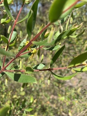 Persoonia sericea