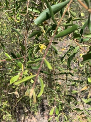 Persoonia sericea