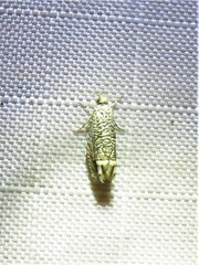 Eucosma argutipunctana