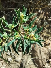 Euphorbia exstipulata