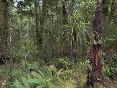 Dracophyllum elegantissimum