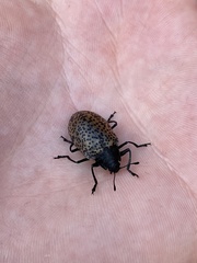Cypherotylus californicus