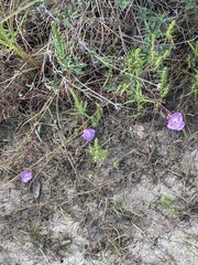 Agalinis strictifolia