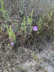 Agalinis strictifolia