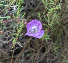 Agalinis strictifolia