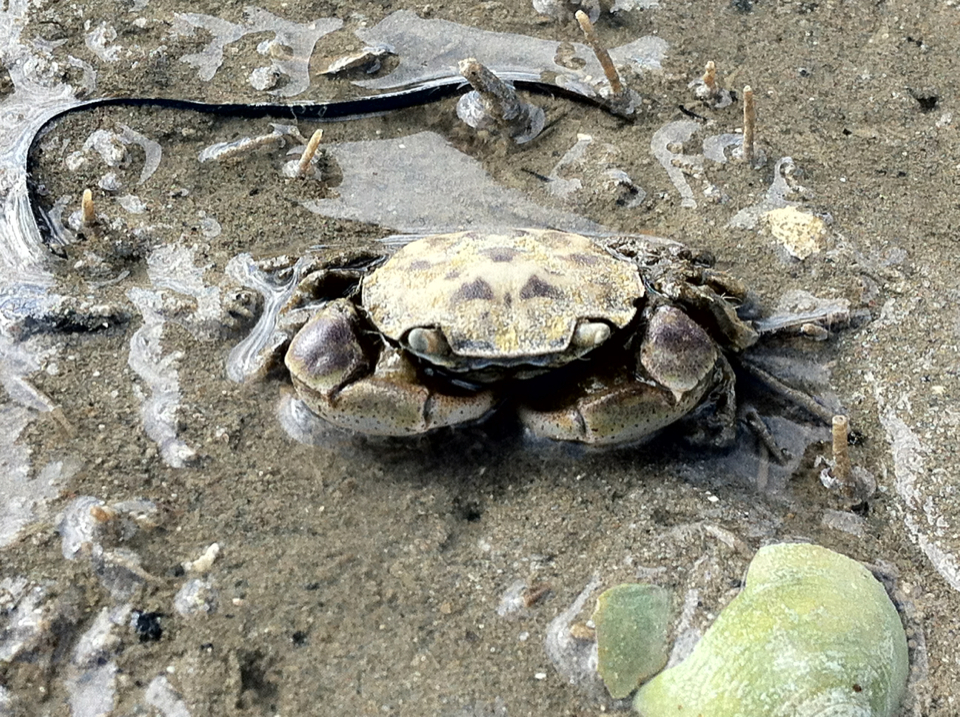 Estuarine crab