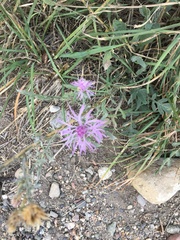 Centaurea ×psammogena