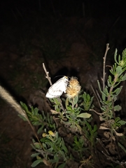 Neuromelia selectata