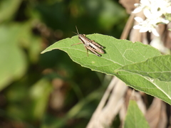 Phaedrotettix dumicola