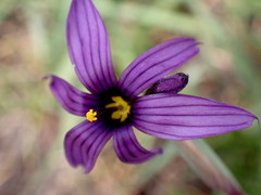 Sisyrinchium hitchcockii