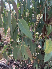 Eucalyptus planchoniana