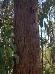 Eucalyptus planchoniana