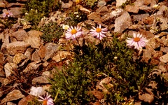 Erigeron pinnatisectus