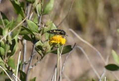 Acmaeodera flavopicta