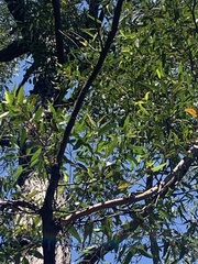 Eucalyptus baileyana