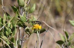 Acmaeodera flavopicta