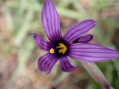 Sisyrinchium hitchcockii