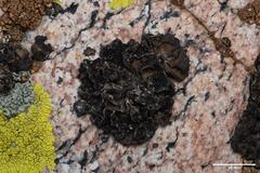 Umbilicaria krascheninnikovii
