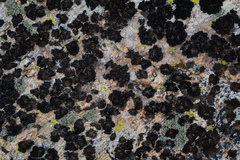 Umbilicaria krascheninnikovii