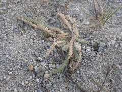 Oxytropis microphylla