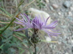 Centaurea ×psammogena