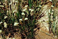 Eriogonum exilifolium