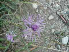 Centaurea ×psammogena