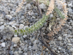 Oxytropis microphylla