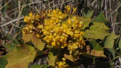 Berberis dictyota