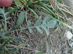 Centaurea ×psammogena